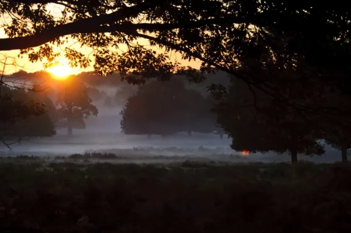 Framed Print : View of misty parkland habitat at sunrise, Richmond Park, London, England, October Framed Print : View of misty parkland habitat at sunrise, Richmond Park, London, England, October