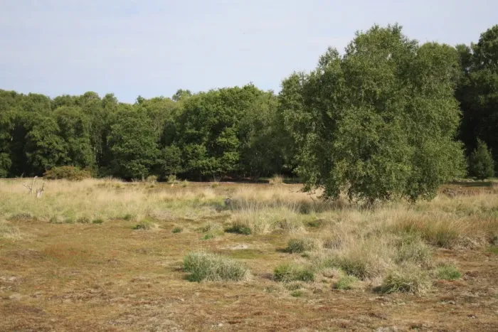 Framed Print : View of mixed acid grassland, heathland and deciduous woodland habitat, Little Ouse Headwaters Project, Hinderclay Fen Framed Print : View of mixed acid grassland, heathland and deciduous woodland habitat, Little Ouse Headwaters Project, Hinderclay Fen