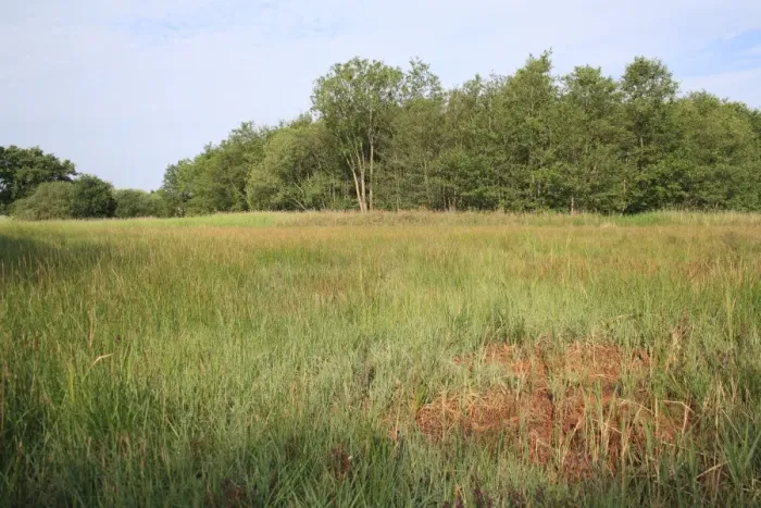 Framed Print : View of mixed sedge fen habitat, Old Fen, Thelnetham Fen, Thelnetham, Little Ouse Valley, Suffolk, England, june