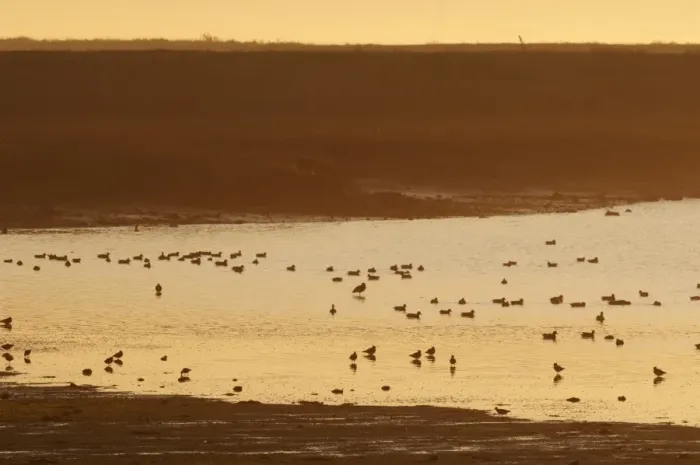 Framed Print : View of mixed wader flock feeding in estuary habitat at sunrise, The Swale, North Kent Marshes, Kent, England, november