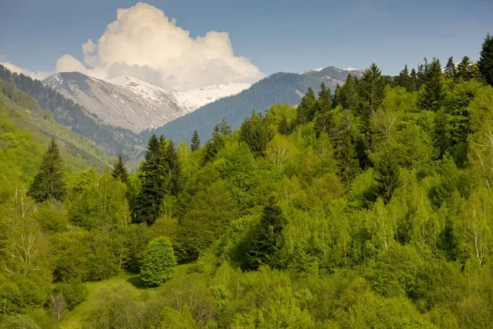 Framed Print : View of mixed woodland habitat, with Common Beech (Fagus sylvatica) and Norway Spruce (Picea abies) Framed Print : View of mixed woodland habitat, with Common Beech (Fagus sylvatica) and Norway Spruce (Picea abies)