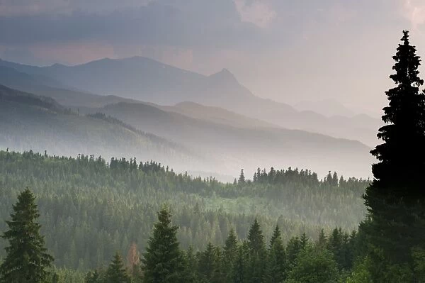 View over montane coniferous forest habitat at sunset, Tatra Mountains, Western Carpathians, Poland, June