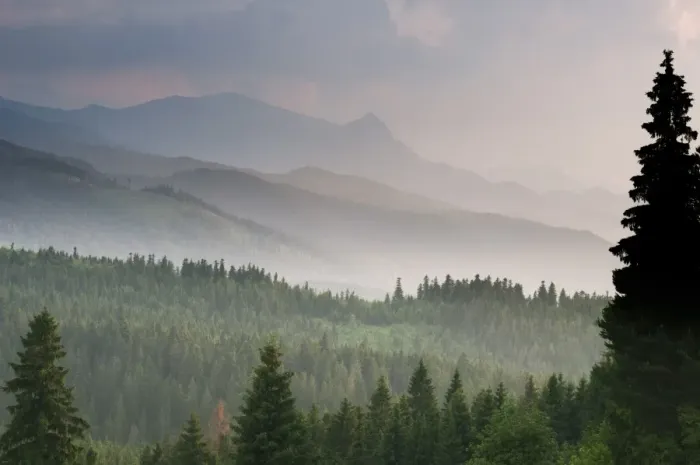 Framed Print : View over montane coniferous forest habitat at sunset, Tatra Mountains, Western Carpathians, Poland, June Framed Print : View over montane coniferous forest habitat at sunset, Tatra Mountains, Western Carpathians, Poland, June