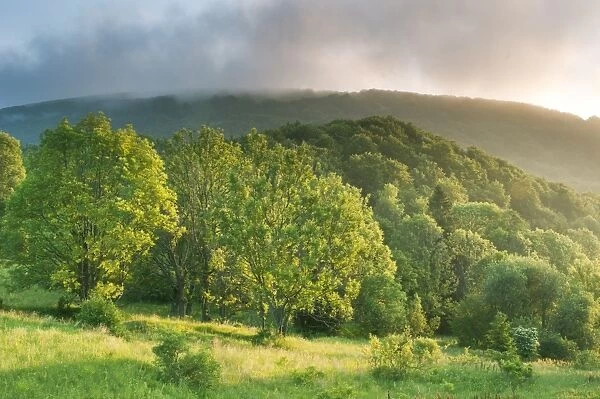 View of montane meadow and forest habitat at sunrise, Bieszczady N. P. Bieszczady Mountains, Outer Eastern Carpathians