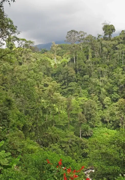 Framed Print : View of montane rainforest habitat, Kerinci Seblat N. P. Sumatra, Greater Sunda Islands, Indonesia, June