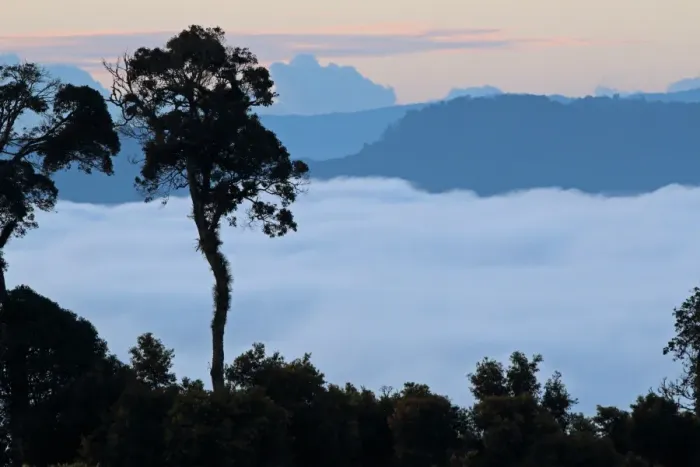 Framed Print : View over montane rainforest habitat with low cloud in valley at dawn, Kerinci Seblat N. P Framed Print : View over montane rainforest habitat with low cloud in valley at dawn, Kerinci Seblat N. P