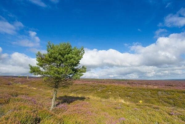 View of moorland habitat with flowering Common Heather (Calluna vulgaris) and isolated Scots Pine (Pinus sylvestris)
