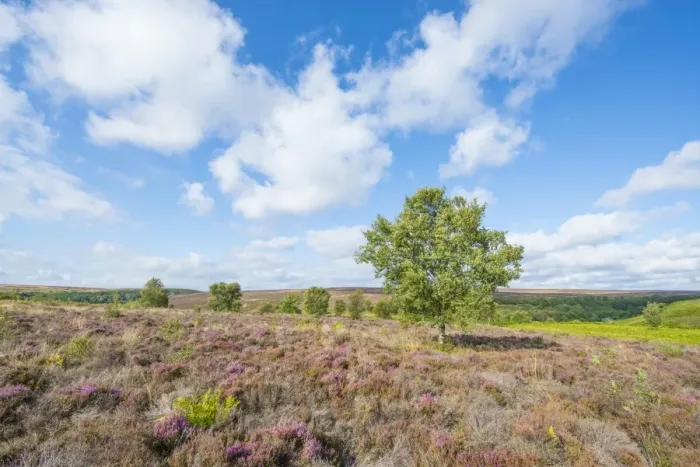 Framed Print : View of moorland habitat with flowering Common Heather (Calluna vulgaris) and isolated Silver Birch (Betula pendula) Framed Print : View of moorland habitat with flowering Common Heather (Calluna vulgaris) and isolated Silver Birch (Betula pendula)