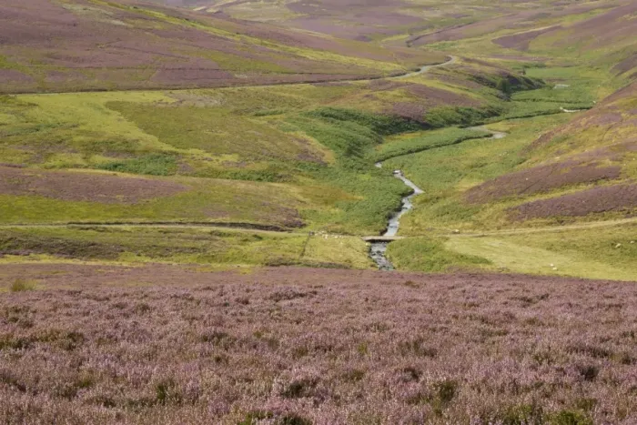 Framed Print : View of moorland habitat with flowering Common Heather (Calluna vulgaris) and burn, Lammermuir Hills, Berwickshire