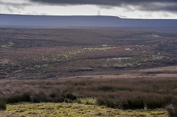 View of moorland habitat, Howden Moors, Peak District N. P. Derbyshire, England, December