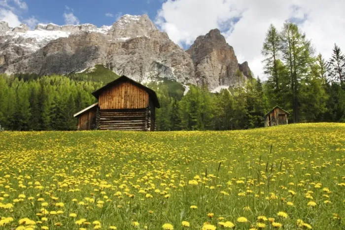 Framed Print : View of mountain huts in meadow with mass of flowering dandelions, with pine forest and mountain peaks in background Framed Print : View of mountain huts in meadow with mass of flowering dandelions, with pine forest and mountain peaks in background
