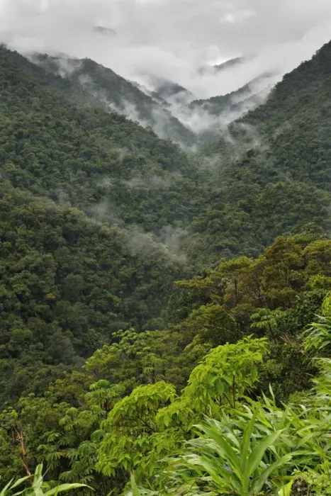 Framed Print : View of mountain rainforest habitat, Peruvian Andes, Peru Framed Print : View of mountain rainforest habitat, Peruvian Andes, Peru