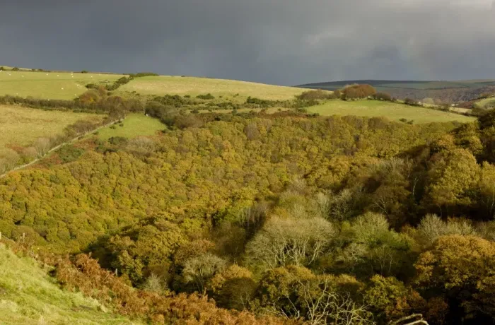 Framed Print : View of oak and beech woodland habitat, East Lyn Valley, Brendon, Exmoor N. P. Devon, England, November
