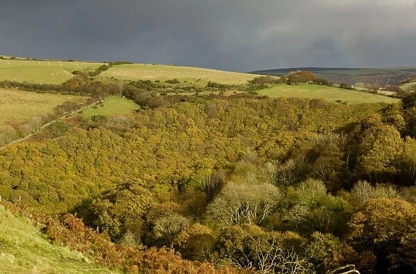View of oak and beech woodland habitat, East Lyn Valley, Brendon, Exmoor N. P. Devon, England, November