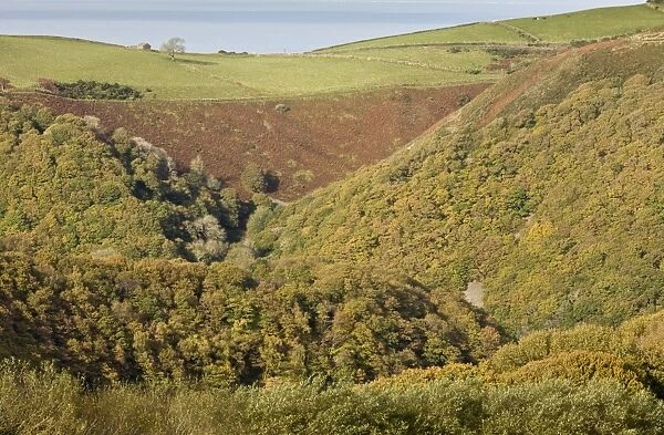 View of oak woodland, moorland and pasture, Lyn Valley, Watersmeet, Exmoor N. P. Devon, England, November