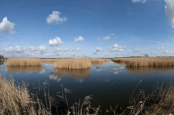 View of open water and reedbed habitat, Strumpshaw Fen RSPB Reserve, River Yare, The Broads N. P