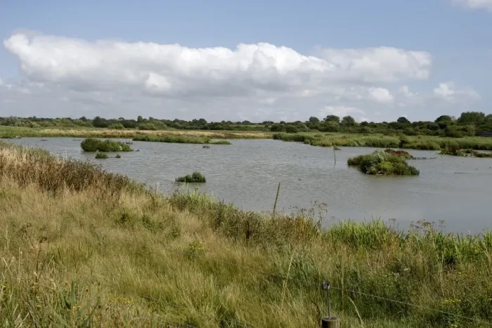 Framed Print : View of open water at wetland reserve, Titchfield Haven National Nature Reserve, Hampshire, England, August Framed Print : View of open water at wetland reserve, Titchfield Haven National Nature Reserve, Hampshire, England, August