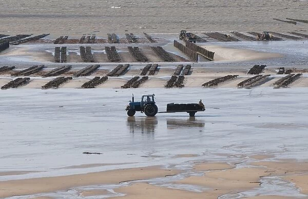 View of oyster beds with tractor and trailer at low tide, Pirou Beach, Manche, Normandy, France, February