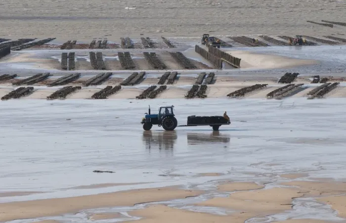 Framed Print : View of oyster beds with tractor and trailer at low tide, Pirou Beach, Manche, Normandy, France, February Framed Print : View of oyster beds with tractor and trailer at low tide, Pirou Beach, Manche, Normandy, France, February