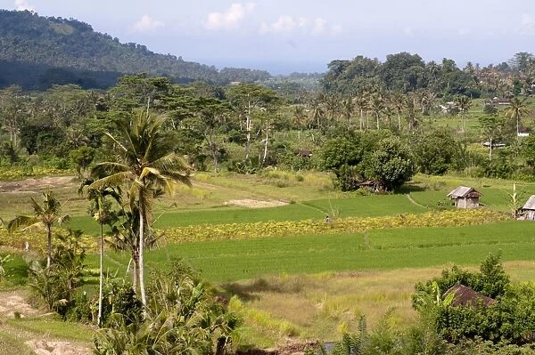 View of paddyfields, Surya Shanti Villa, Sidemen, Karangasem, Bali, Lesser Sunda Islands, Indonesia, April