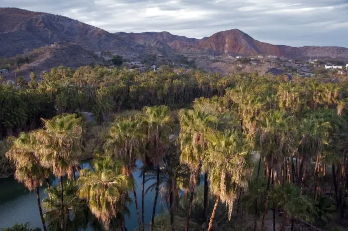 Framed Print : View of palm trees, river and oasis town in valley, Mulege, Baja California Sur, Mexico, march Framed Print : View of palm trees, river and oasis town in valley, Mulege, Baja California Sur, Mexico, march