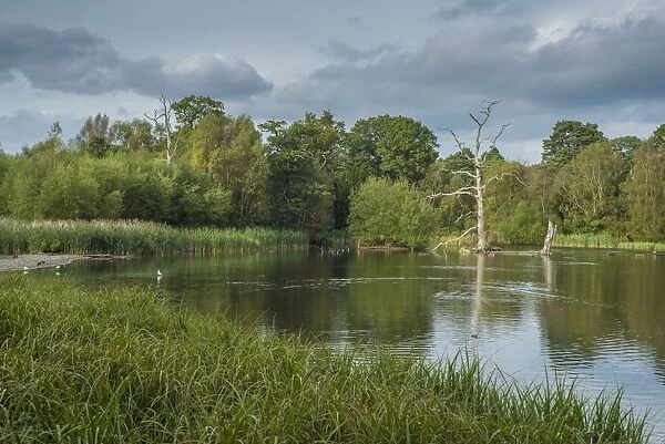 View of parkland lake created from dammed river, Clumber Lake, River Poulter, Clumber Park, Nottinghamshire, England