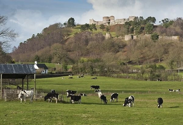 View over pasture with dairy heifers towards castle on sandstone crag, Beeston Castle, Beeston, Cheshire, England