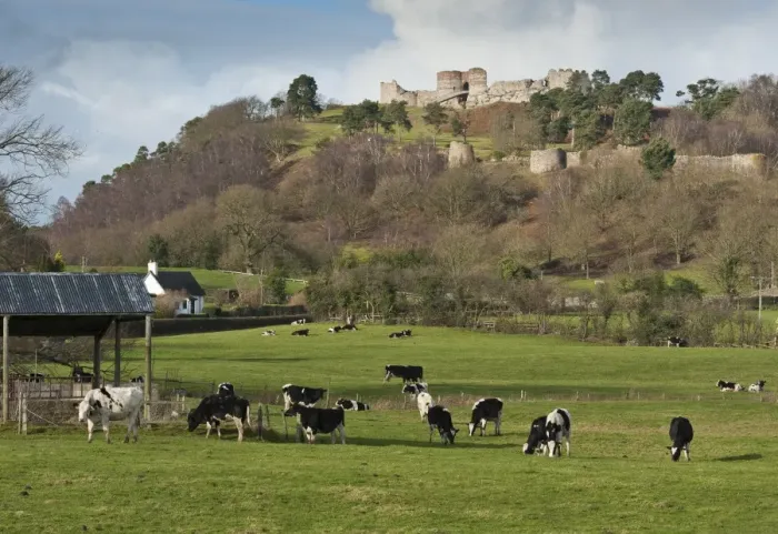 Framed Print : View over pasture with dairy heifers towards castle on sandstone crag, Beeston Castle, Beeston, Cheshire, England