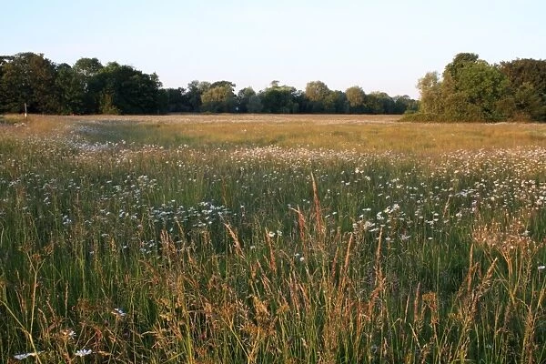 View of pasture with long grass and Ox-eye Daisy (Leucanthemum vulgare) flowering