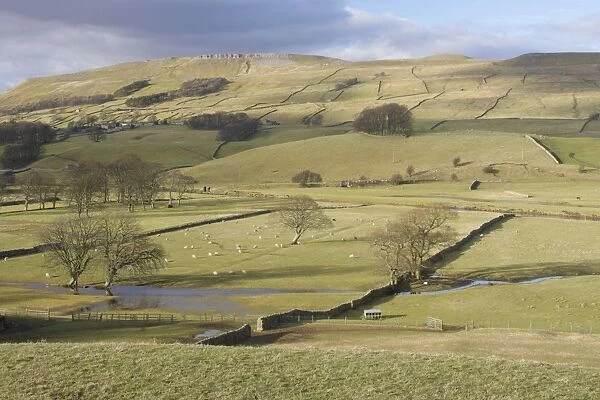View of pasture with sheep, drystone walls, bare trees and floodwater in valley bottom, River Ure, Burtersett