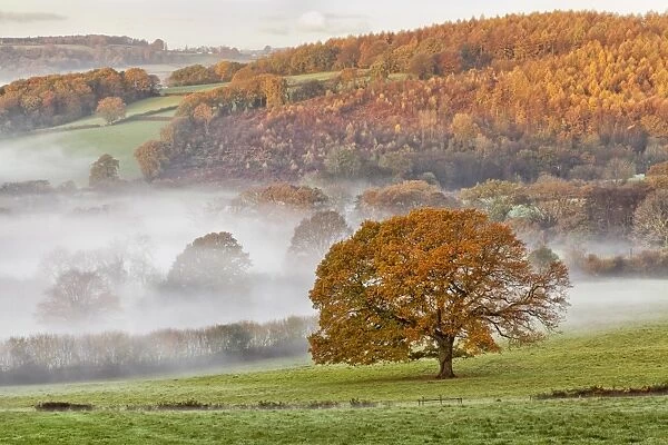 View of pasture and trees in autumn colour, shrouded in mist at sunrise, Itton Farm, near Chepstow, Monmouthshire