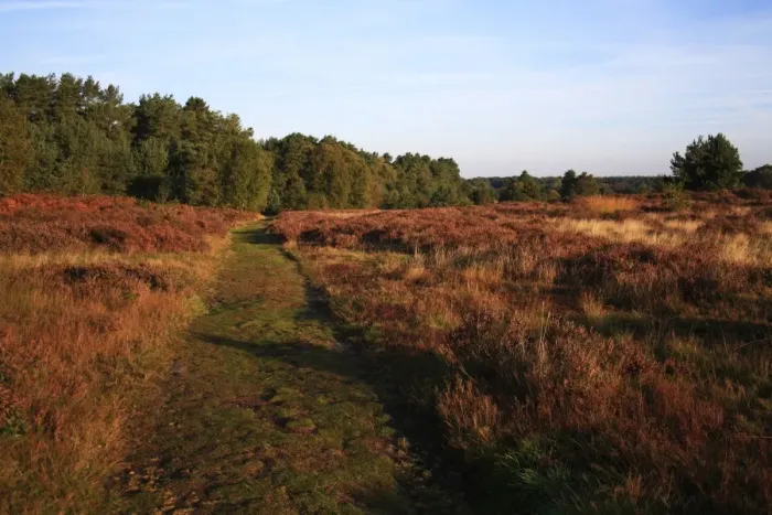 Framed Print : View of path through breckland heathland habitat at dawn, Knettishall Heath Country Park, Suffolk, England, october Framed Print : View of path through breckland heathland habitat at dawn, Knettishall Heath Country Park, Suffolk, England, october