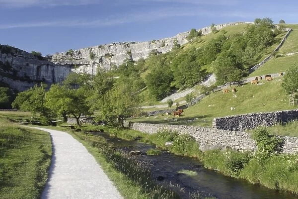 View of path beside stream, drystone walls, pasture with grazing cattle and limestone cliff, Malham Cove, Malhamdale
