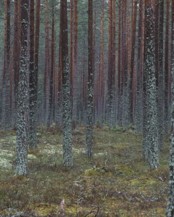 Framed Print : View through Pine Forest of tree trunks and ground covered in lichens, Sweden Framed Print : View through Pine Forest of tree trunks and ground covered in lichens, Sweden