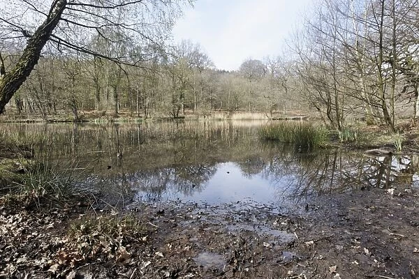 View of pond habitat, Cannop Ponds, Forest of Dean, Gloucestershire, England, april