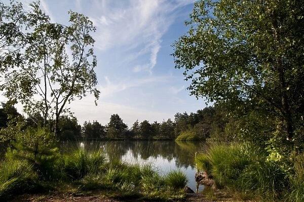 View of pond habitat, The Moat, Thursley Common National Nature Reserve, Surrey, England, july