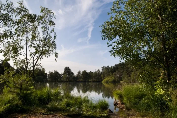 Framed Print : View of pond habitat, The Moat, Thursley Common National Nature Reserve, Surrey, England, july