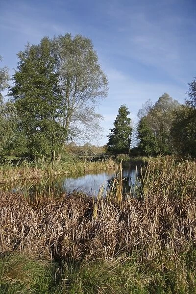 View of pond and trees on unimproved wet grazing meadow, River Dove, Thornham Magna, Suffolk, England, october