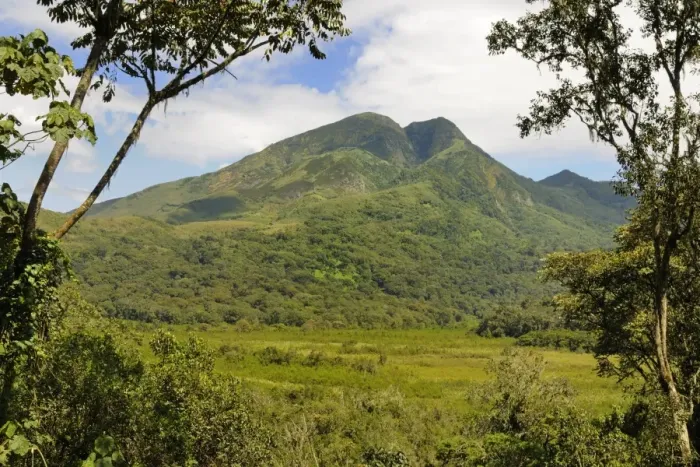 Framed Print : View of quiescent volcano emerging from swamp and bamboo forest habitat, Mount Kahuzi, Kahuzi-Biega N. P