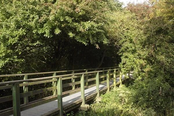 View of raised wooden walkway, Fairburn Ings RSPB Nature Reserve, West Yorkshire, England, September