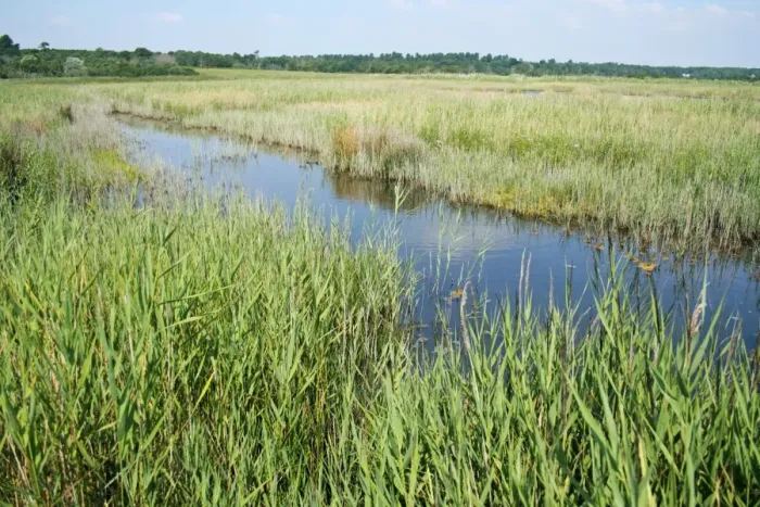 Framed Print : View of reedbed in coastal wetland habitat, Dingle Marshes Reserve, Suffolk, England, july Framed Print : View of reedbed in coastal wetland habitat, Dingle Marshes Reserve, Suffolk, England, july