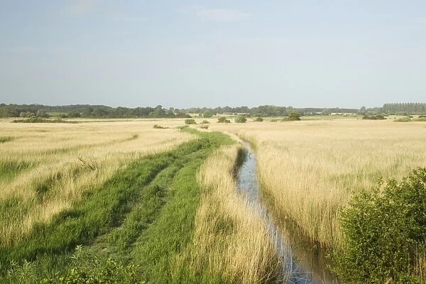 View of reedbed habitat in coastal wetland, Minsmere RSPB Reserve, Suffolk, England, june