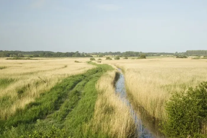 Framed Print : View of reedbed habitat in coastal wetland, Minsmere RSPB Reserve, Suffolk, England, june Framed Print : View of reedbed habitat in coastal wetland, Minsmere RSPB Reserve, Suffolk, England, june
