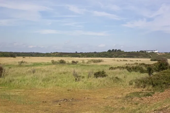 Framed Print : View across reedbed habitat towards Coastguard Cottages on Dunwich Heath, Minsmere RSPB Reserve, Suffolk, England, july Framed Print : View across reedbed habitat towards Coastguard Cottages on Dunwich Heath, Minsmere RSPB Reserve, Suffolk, England, july