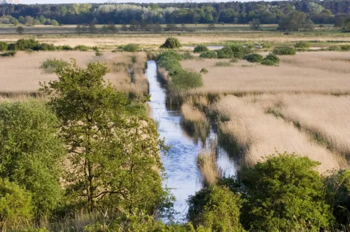Framed Print : View of reedbed habitat, looking from Whin Hill, Minsmere RSPB Reserve, England, may Framed Print : View of reedbed habitat, looking from Whin Hill, Minsmere RSPB Reserve, England, may