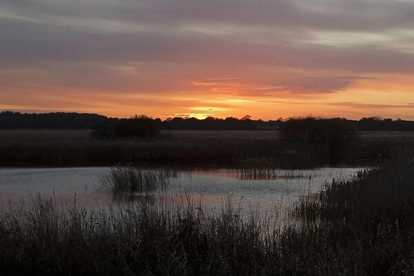 View of reedbed pool at sunset from West Hide, Minsmere RSPB Reserve, Suffolk, England, november