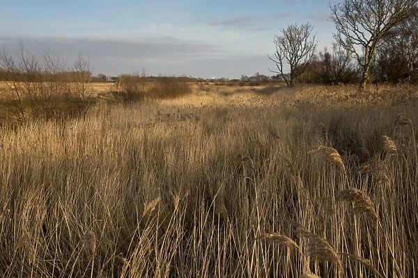 View of reedbed in wetland habitat, between Horsey Mere and Hickling Broad, River Thurne, The Broads N. P