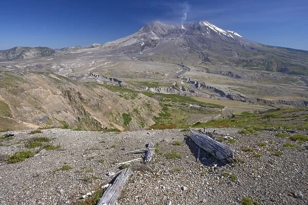 View of regenerating vegetation and volcano in distance, Mount St. Helens, Mount St. Helens N. P