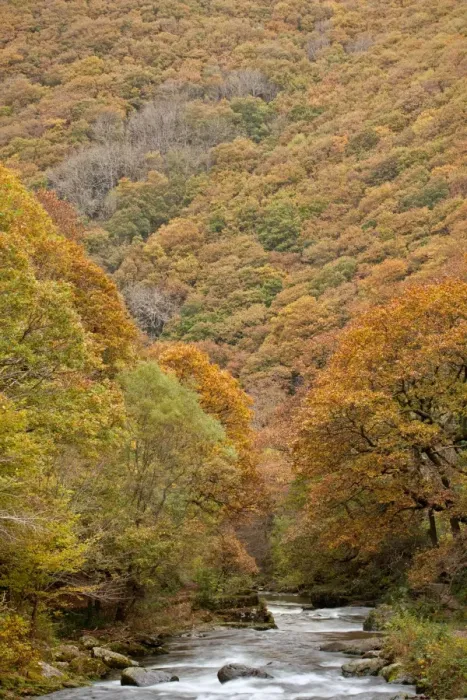 Framed Print : View of river and autumn coloured woodland covering steep sides of valley, Horners Neck Wood, East Lyn River Framed Print : View of river and autumn coloured woodland covering steep sides of valley, Horners Neck Wood, East Lyn River
