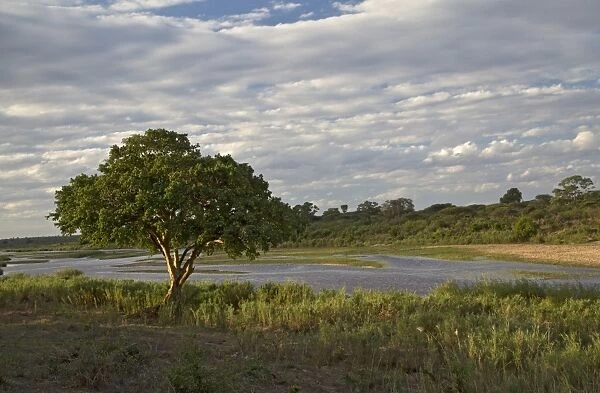 View of river with Cape Fig (Ficus sur) on bank, Lower Sabie Camp, Sabie River, Kruger N. P